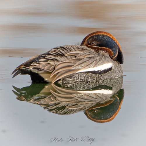 Green-winged Teal