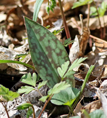 Erythronium albidum