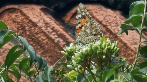 Painted Lady