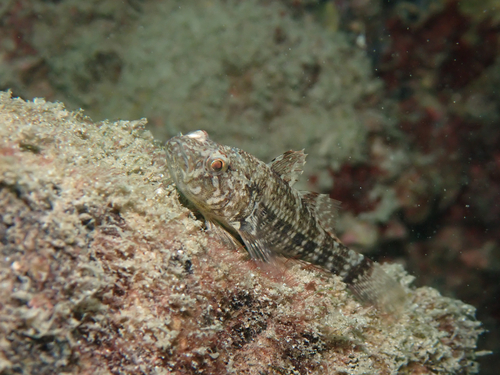 Crested gudgeon (Butis koilomatodon) — Eleotridae — 4