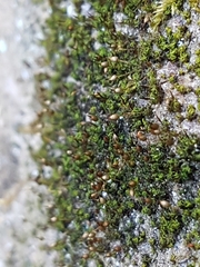 Ptychomitrium incurvum