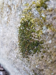 Ptychomitrium incurvum