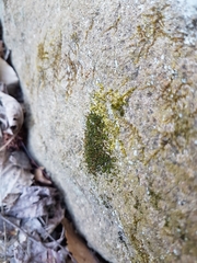 Ptychomitrium incurvum