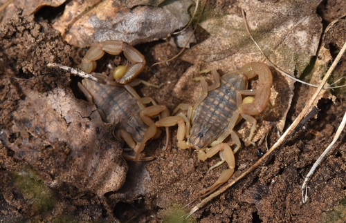 Mediterranean Checkered Scorpion
