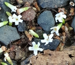 Citharexylum berlandieri