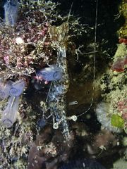 Heteropenaeus longimanus