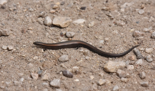 European Copper Skink