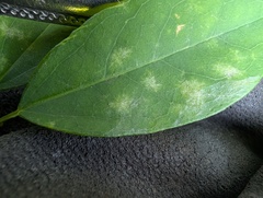 Erysiphe akebiae