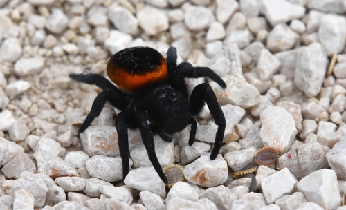 Eresus walckenaeri