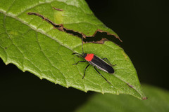 Nicuesa speciosa
