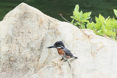 iNaturalist: (c) silkyoak, some rights reserved (CC BY-NC), uploaded by silkyoak iNaturalist image
