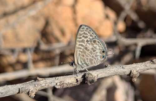 Lang's Short-tailed Blue