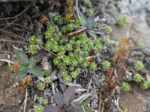 Raoulia subsericea, photograph 4
