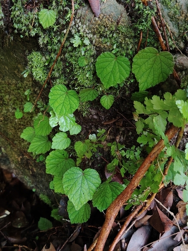 Begonia sinuata