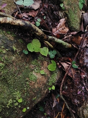 Begonia sinuata, photograph (c) Ooi Qie, some rights reserved (CC BY)