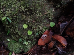 Begonia sinuata, photograph (c) Ooi Qie, some rights reserved (CC BY)