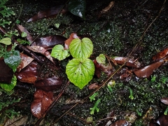 Begonia sinuata, photograph (c) Ooi Qie, some rights reserved (CC BY)