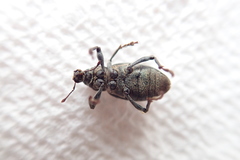 Trichalophus alternatus