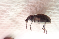 Trichalophus alternatus