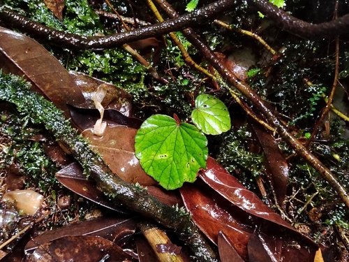 Begonia sinuata, photograph 5