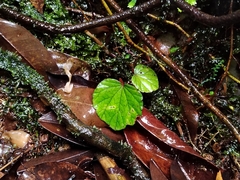 Begonia sinuata, photograph (c) Ooi Qie, some rights reserved (CC BY)