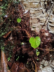 Begonia sinuata, photograph (c) Ooi Qie, some rights reserved (CC BY)