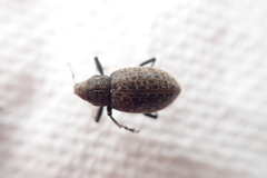 Trichalophus alternatus