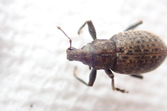 Trichalophus alternatus