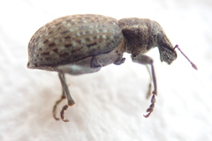 Trichalophus alternatus