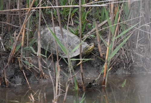 Western Caspian Turtle