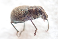 Trichalophus alternatus