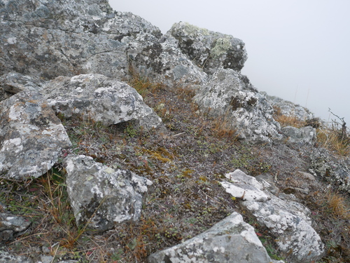 Raoulia subsericea, photograph 3