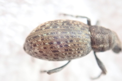 Trichalophus alternatus
