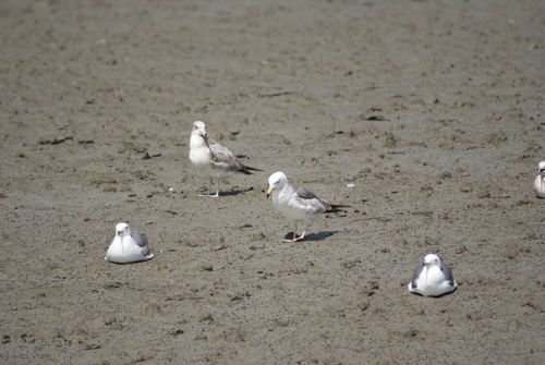 Black-tailed Gull