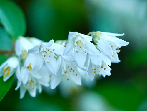 Deutzia gracilis iNat (3)