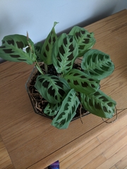 Maranta