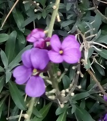 Erysimum × cheiri