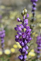 Lupinus arizonicus