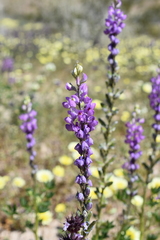 Lupinus arizonicus