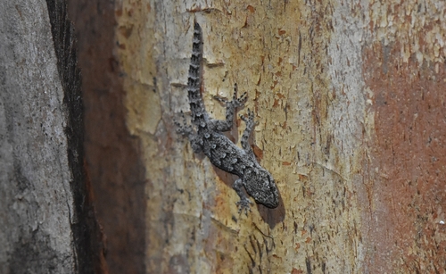 Kotschy's Gecko