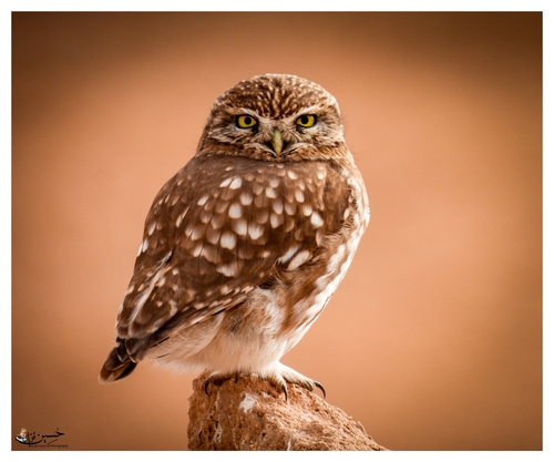 Little Owl