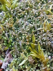 Odontoschisma sphagni