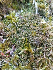 Odontoschisma sphagni