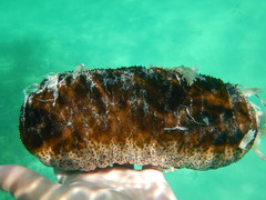 Holothuria mexicana