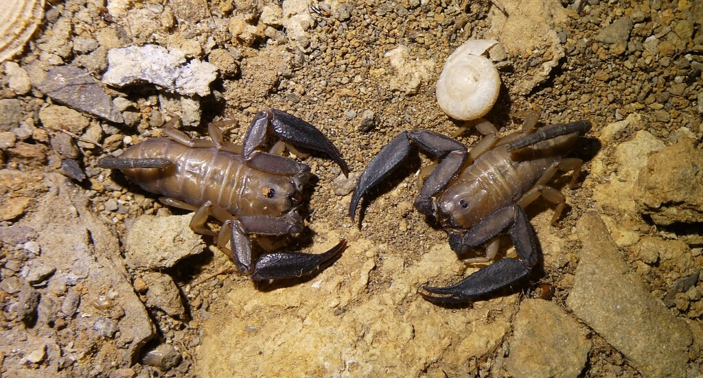 Opisthacanthus pauliani
