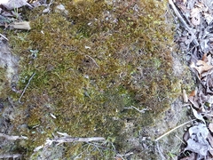 Odontoschisma sphagni