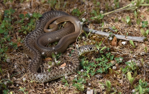 Balkan Whip Snake