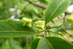 Euonymus hamiltonianus sieboldianus