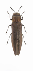 Agrilus politus
