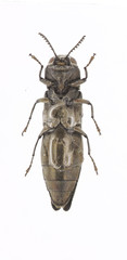 Agrilus politus